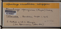 Image Associated With the Occurence